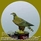 عقاب طلایی